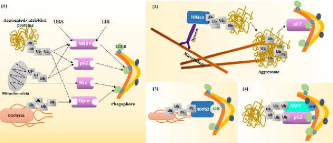 Figure 8: Schematic overview of autophagy receptor/adaptor protein and their targets. 