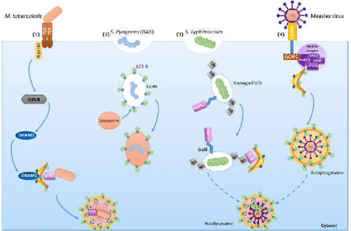 Figure 10: Examples of pathogens degraded via the autophagic machinery. 