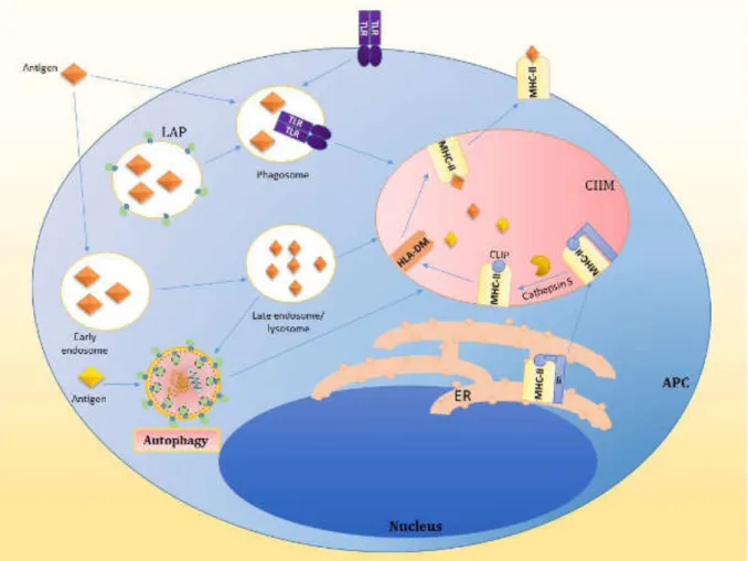 Figure 12: Antigen processing and presentation on MHC II molecules 