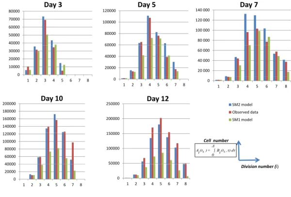 Figure 7.1: SM 2 model fits more the proliferation of OT-1 T cells than SM 1 model. Best-fit parameter estimates from SM 1 and SM 2 models (see Table 7.1) were used to predict the cell number in each division