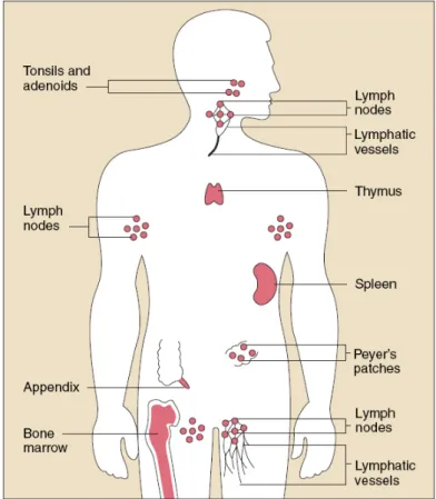 Figure 1.1: Organs of the immune system (www.niaid.nih.gov).