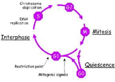 Figure 1.3: Schematic of the cell cycle [11].