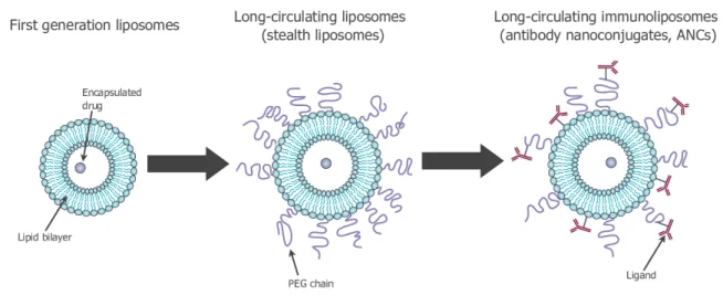 Figure 1.2. History of the development of liposomes for drug delivery: conventional liposomes (left); stealth liposomes (center); immunoliposomes (right)