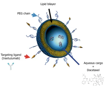 Figure 1.4. Stealth liposome with targeting ligand: the liposome is composed by a lipid bilayer and it contains the chemoterapy drug (docetaxel)