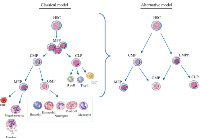 Figure   1:   Models   of   human   hematopoiesis   hierarchy.   A)   Classical   model   of   the   hematopoietic   hierarchy   with   a    strict    separation    between    the    myeloid    and    lymphoid    branches    as    the    first    step    i