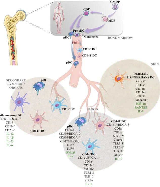Figure   3:   Schematic   view   of   human   dendritic   cell   development   The   main   surface   markers   for   each   subset   are    shown   as   well   as   the   cytokines   they   produce   (in   green)