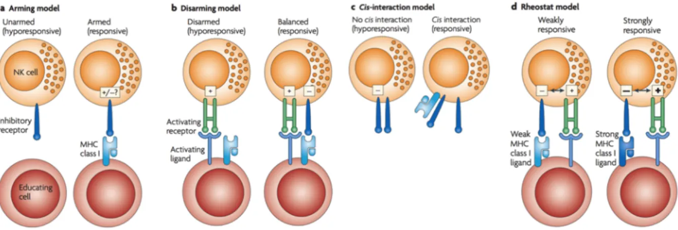 Figure   6:   Models   of   MHC-­‐I   mediated   education   of   NK   cells.   (From   Höglund   et   al