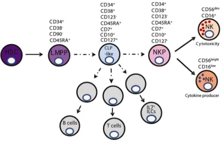 Figure   8:   Model   of   early   NK   cell   development.   (From   Renoux   et   al.,   2015) 