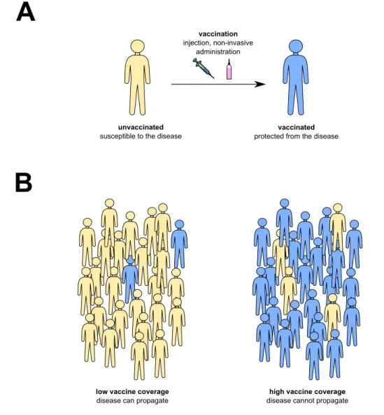 Figure 1. Principle of vaccination. Vaccination induces protection at (A) the indi- indi-vidual level and (B) the population level, called herd immunity.