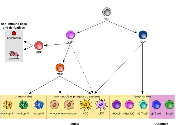 Figure 4. Classical hematopoiesis overview. A simplified overview of the generation of the major immune cell populations is displayed