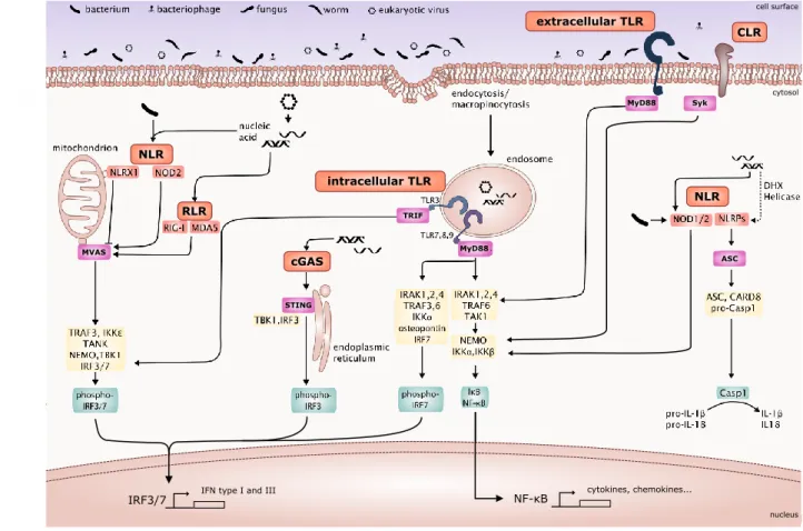 Figure 8. Signaling pathways activated upon PRR interaction with its ligands.