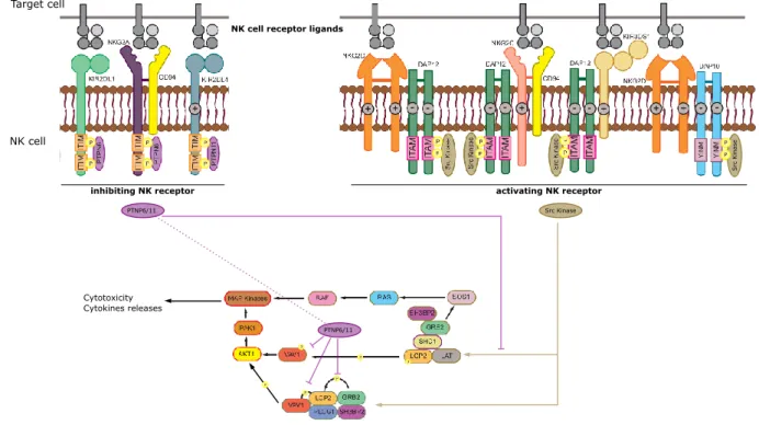 Figure 10. Signaling pathways activated upon NK receptor engagement. Exem- Exem-plified signaling pathways induced by the engagement of some of the main NK receptors.