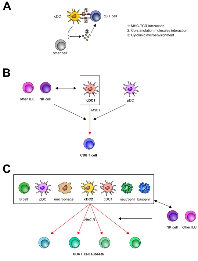 Figure 12. Activation of T cells by innate immune cells. (A) General mechanism of T cell priming by a dendritic cell in the lymph node