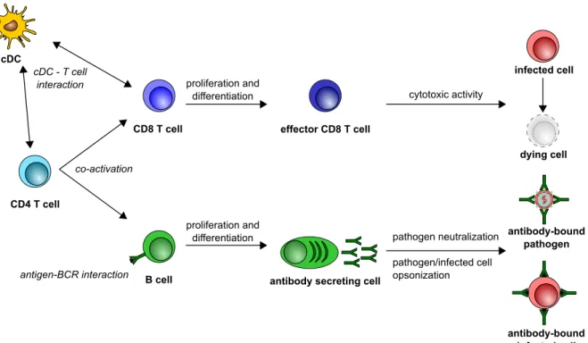 Figure 13. Overview of direct anti-pathogen activity of adaptive response.