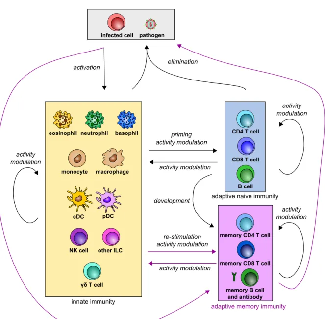 Figure 14. Scheme of crosstalk between innate and adaptive immunity re- re-sulting in pathogen clearance