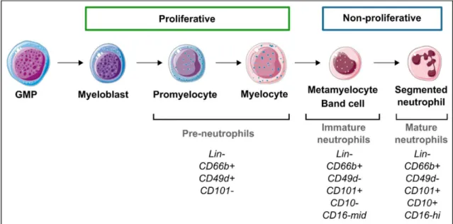 Figure  9:  Neutrophil  differentiation  in  human  bone  marrow.  Actual  definition  of  neutrophils  differentiation  stages  in  human  bone  marrow  with  proposed  phenotypic  definition  of  neutrophils  stages defined based on literature