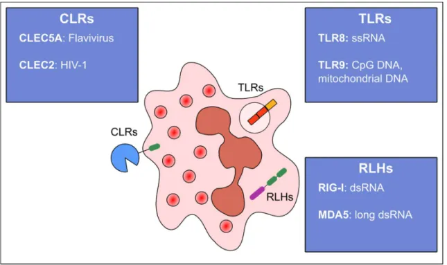 Figure 10: Pattern recognition receptors sensing viruses in human neutrophils.  