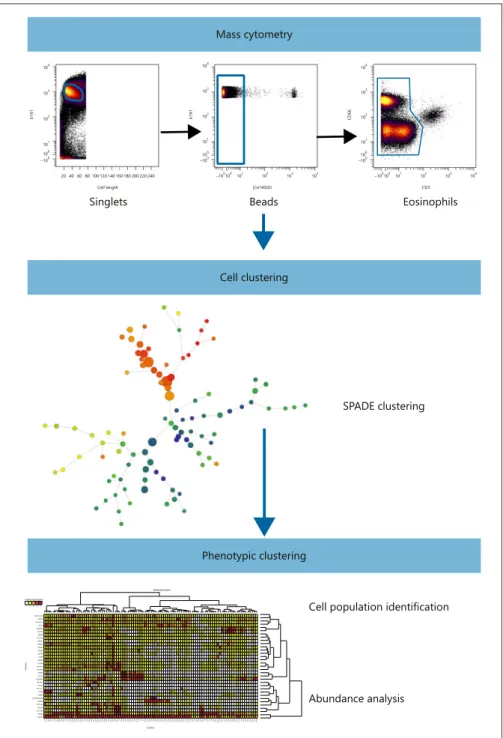 Fig. 1.  Mass cytometry data analysis pipe- pipe-line. Data were first normalized using  in-ternal metal beads to correct instrument  variation during the time of acquisition