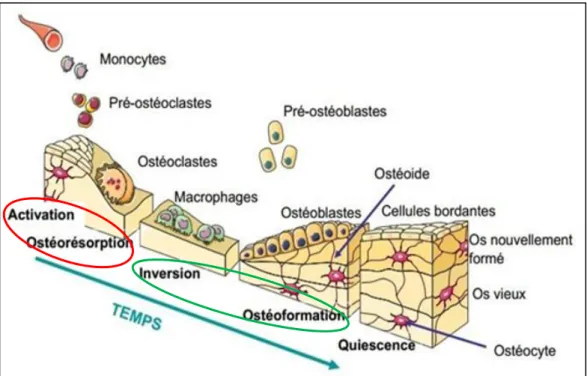 Figure 15 : Cycle du remodelage osseux 