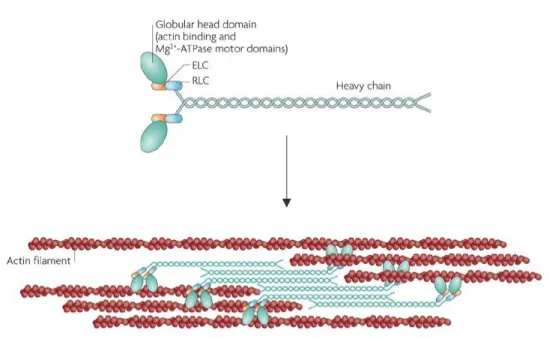 Figure 7 MyoII structure and organization in bipolar mini-filaments. 
