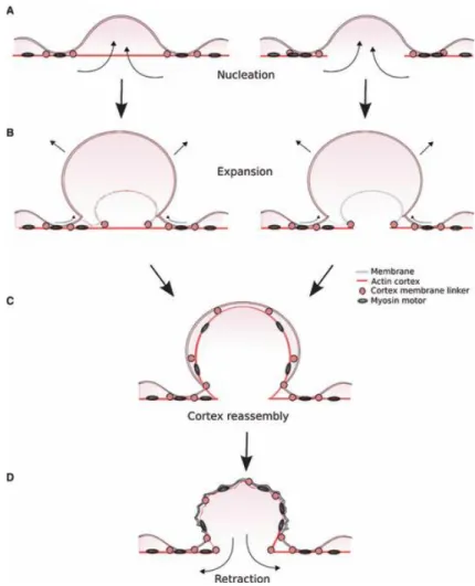 Figure 9 Schematic diagram of the different steps of bleb formation and retraction. 