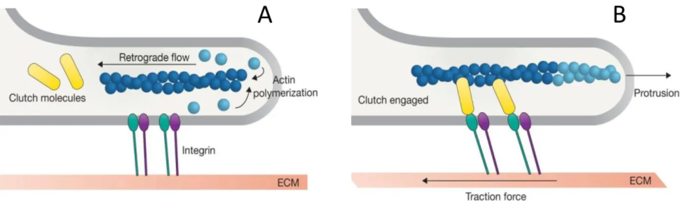 Figure 11 Force transmission in adherent migration 