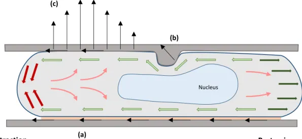 Figure 12 Schematic summary of force generation and transmission in a non-adherent migrating cell