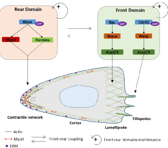 Figure 13 Simplified front and rear domain diagram in an actin-prutrusive cell 