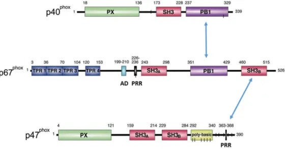 Figure 16. Domain structure of the cytosolic subunits p40 phox , p47 phox  and  p67 phox
