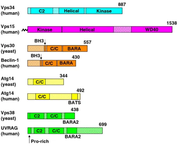 Figure 23. Protein domains of the core components of Vps34 complex I and II. 