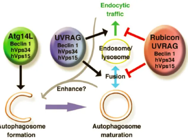 Figure 25. Model of the role of the three Beclin 1-Vps34 complexes.  