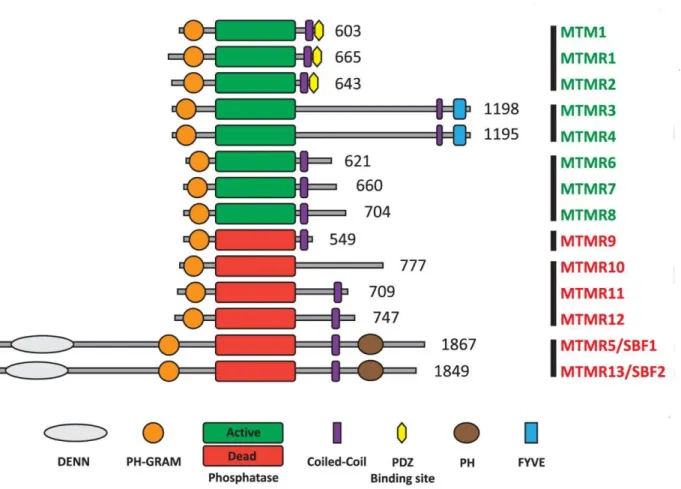 Figure 27. The protein domains of Myotubularins. 