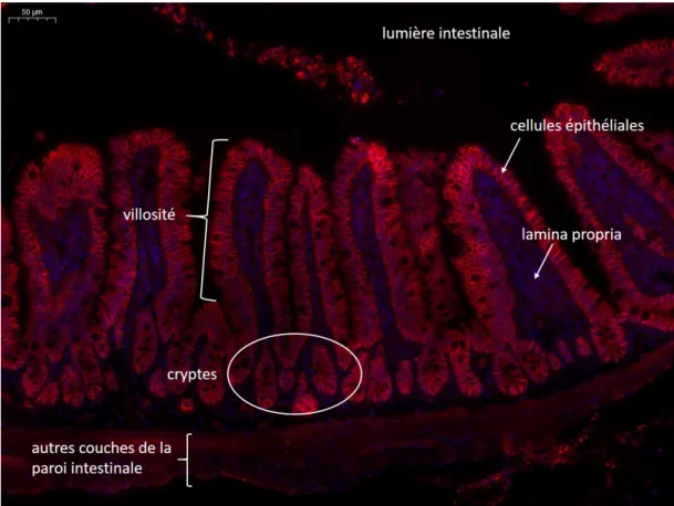 Figure 2. Epithélium murin de l’intestin grêle. Image de Claire Cherbuy (ProbiHôte INRAE).