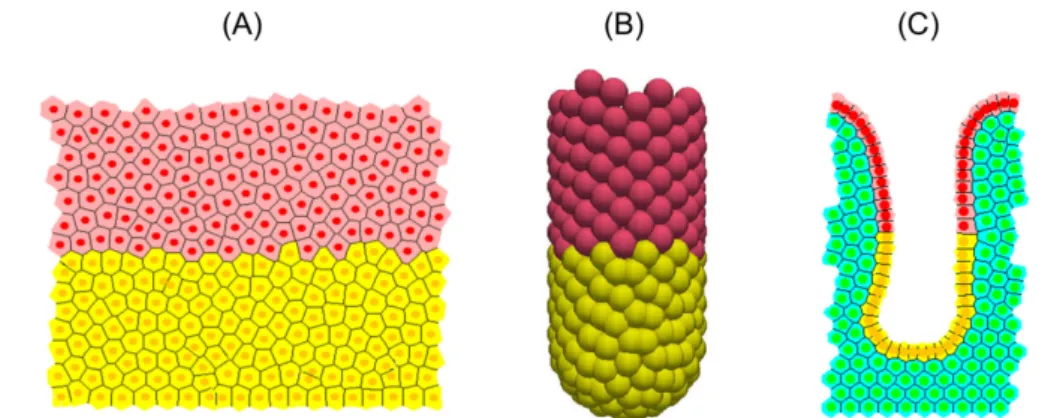 Figure 1. Différents modèles de cryptes individu-centrés. (A) : diagramme de Voronoï dans un cylindre, (B) : sphères chevauchantes dans un tube à essai, (C) : diagramme de Voronoï dans une coupe longitudinale de crypte