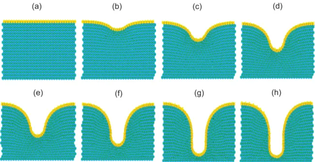 Figure 3. Déformation de l’épithélium au cours du temps sous l’action de la membrane basale [37]