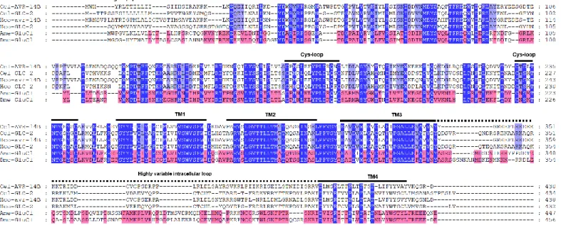 Figure  16  :  Alignement  de  séquences  protéiques  de  GluCls  des  nématodes  C.  elegans  (Cel)  et  H