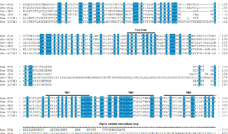 Figure 17 : Alignement de séquences protéiques de GABACl des insectes A. mellifera (Ame) et D
