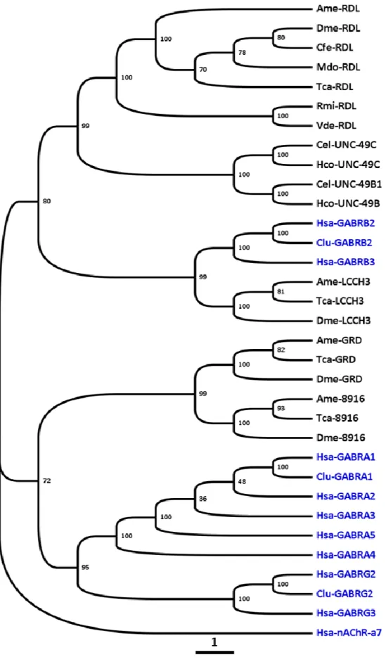 Figure 21 : Arbre phylogénétique de distance (BioNJ) de sous-unités de récepteurs au GABA des invertébrés et des vertébrés
