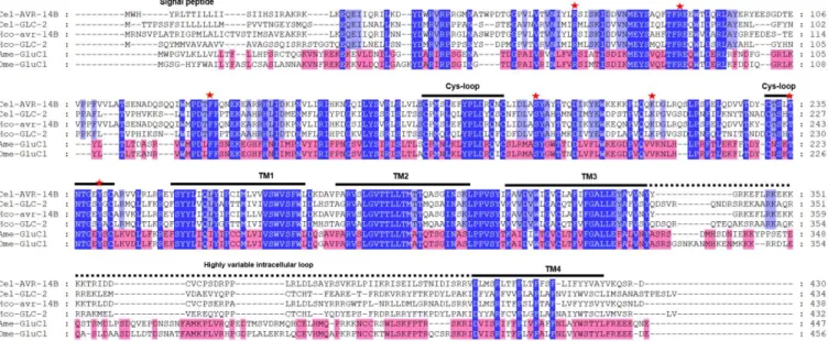 Figure  25  :  Alignement  de  séquences  protéiques  de  GluCls  des  nématodes  C.  elegans  (Cel) et  H