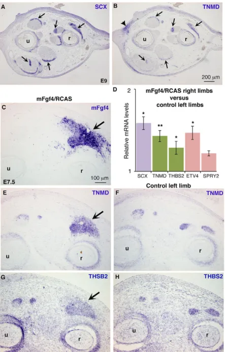 Fig. 3. FGF4 positively regulates the expression of the tendon differentiation markers TNMD and THBS2 