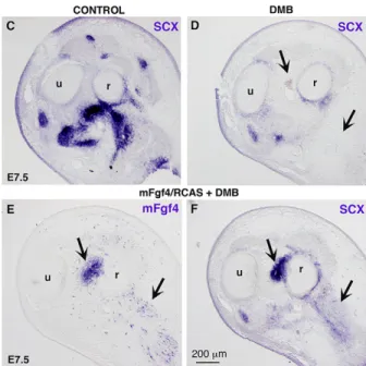 Fig. 6. FGF4 induces SCX expression in limbs of immobilised embryos. (A) mFgf4/RCAS-producing cells were grafted into right forelimbs of E3.5 chick embryos