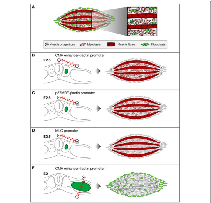 Fig. 6 Schematic representation of myogenic and non-myogenic cells in muscles targeted with limb somite or lateral plate electroporation with stable vectors producing reporter genes under the control of different promoters