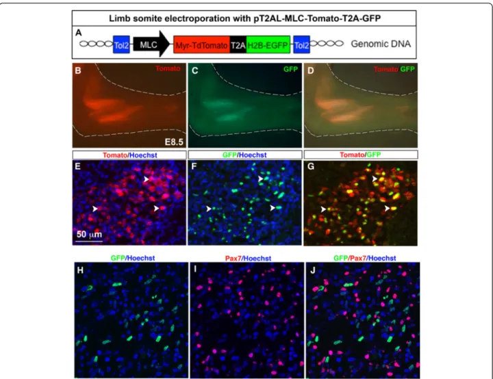 Fig. 4 Stable and bicistronic expression of Tomato and GFP fluorescent proteins in differentiated muscle cells following chick limb somite electroporation with a myosin light chain promoter