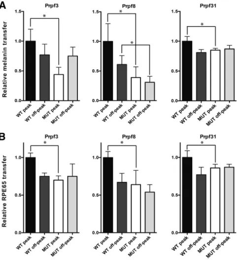 Figure 3 Alterations in retinal adhesion in Prpf-mutant mice at the peak time point. Adhesive strength between RPE apical microvilli and POSs was determined by quantifying the amount of RPE pigments or proteins that adheres to the neural retina, relative t