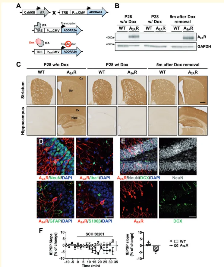 Figure 2 Conditional (Tet-Off) transgenic mouse model of neuronal A 2A R overexpression
