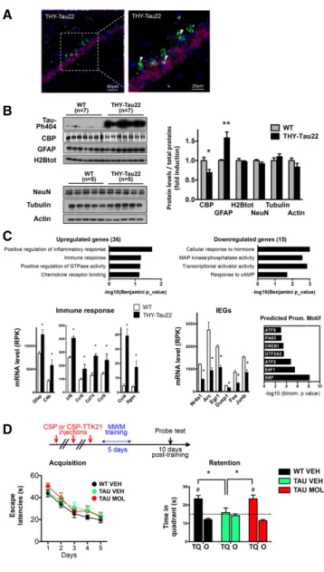 Figure 1 . Targeting the CBP/p 300 pathway restores long-term spatial memory retention in THY-Tau 22 mice.