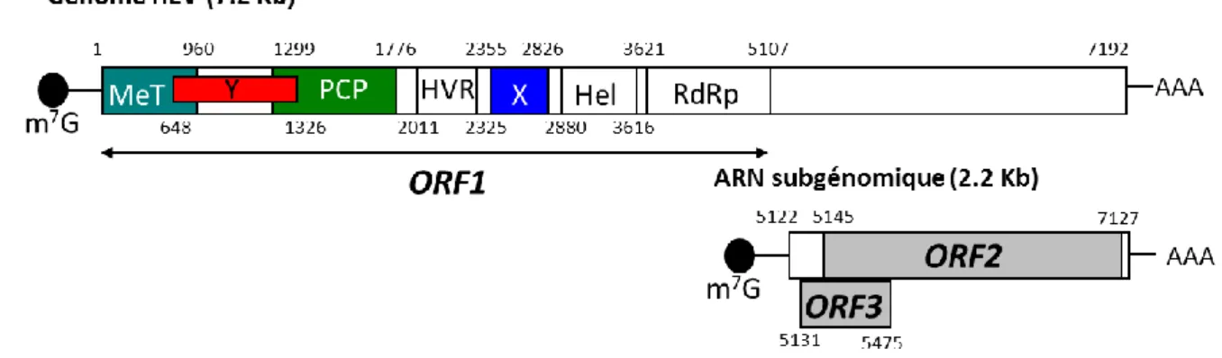 Figure 7. Organisation du génome du HEV, de l’ARN subgénomique et des ORFs.  