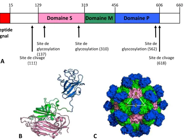 Figure 8. Structure de la protéine ORF2 (A et B) et de la capside virale (C)  135 .  Les domaines S, M et P sont respectivement représentés en rose, vert et bleu