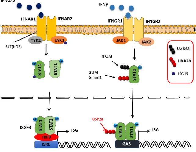 Figure  15.  Régulation  de  la  voie  de  réponse  à  l’IFN-I  par  des  mécanismes  d’ubiquitinylation/déubiquitinylation et ISGylation des protéines