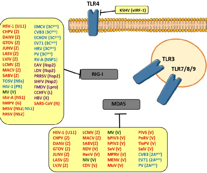 Figure 17. Stratégies de blocage des PRRs par les protéines virales.  